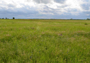 Meadow of Szionda (Meadow of Pécska)